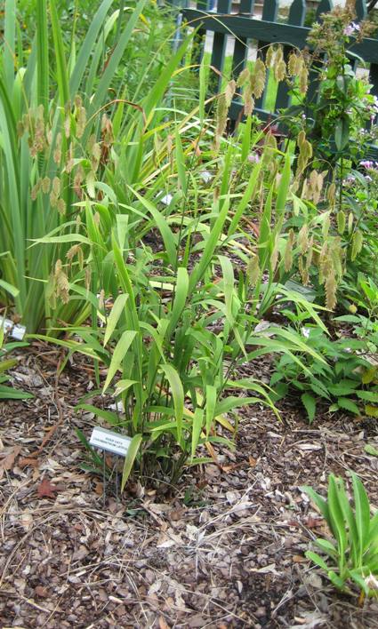 how-to-identify-river-oats-global-illinois-extension-uiuc